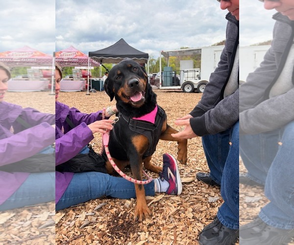 Medium Photo #1 Rottweiler-Unknown Mix Puppy For Sale in Westwood, NJ, USA