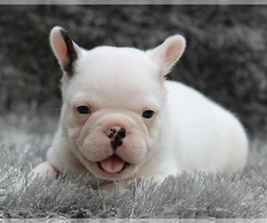 French Bulldog Puppy for Sale in LINDEN, Tennessee USA