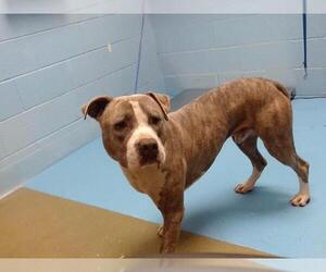 American Pit Bull Terrier Dogs for adoption in Moreno Valley, CA, USA