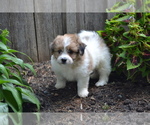 Puppy Jade Bichon-A-Ranian