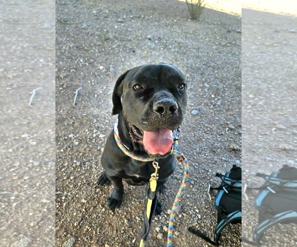 Medium Photo #2 Mutt Puppy For Sale in phoenix, AZ, USA