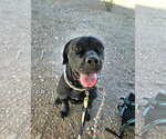 Small #1 Mutt