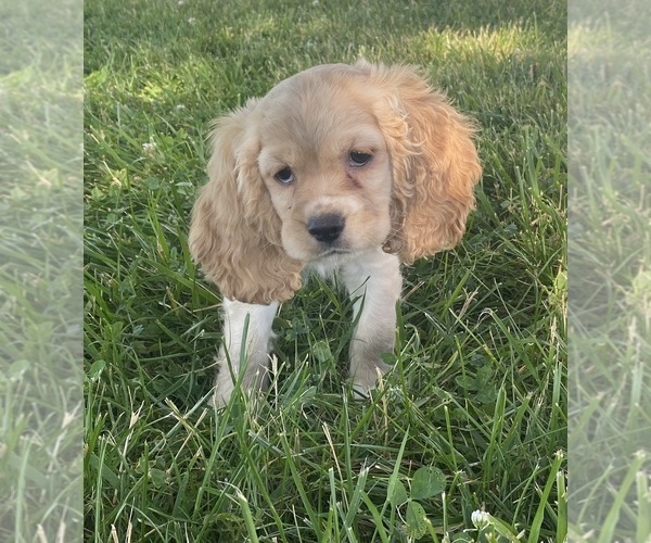 Medium Photo #5 Cocker Spaniel Puppy For Sale in CANOGA, NY, USA