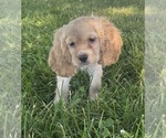 Small #4 Cocker Spaniel