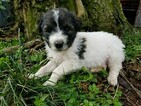 Small Photo #7 Pyredoodle Puppy For Sale in NASHVILLE, TN, USA
