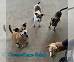Small Photo #38 Chiweenie Puppy For Sale in San Antonio, TX, USA