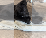 Small #1 Labrador Retriever Mix