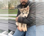 Small Photo #18 Siberian Husky Puppy For Sale in TRIMBLE, MO, USA