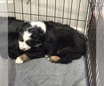 Small #1 Miniature Australian Shepherd