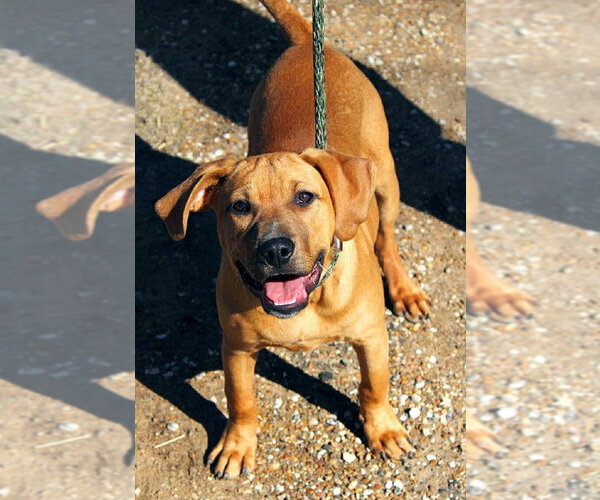 Medium Photo #6 Black Mouth Cur-Unknown Mix Puppy For Sale in FRAMINGHAM, MA, USA