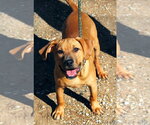 Small #5 Black Mouth Cur Mix