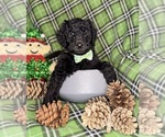 Small #1 Labradoodle mix (+ Poodle Standard)