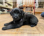 Small German Shepherd Dog Mix
