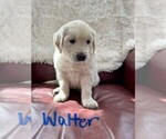 Small Photo #3 English Cream Golden Retriever Puppy For Sale in BLUE HILL, ME, USA
