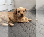 Small Photo #12 Yorkshire Terrier Puppy For Sale in MABLETON, GA, USA
