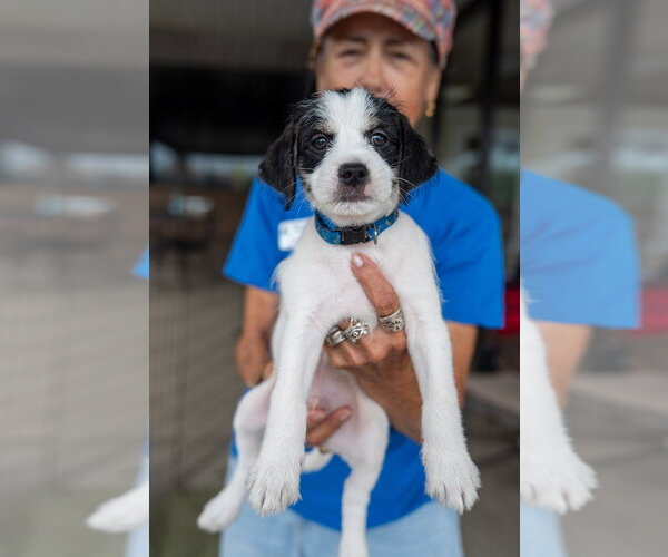 Medium Photo #4 ShiChi Puppy For Sale in Mundelein, IL, USA