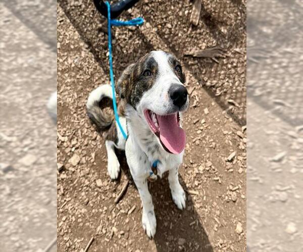 Medium Photo #1 Australian Shepherd-Unknown Mix Puppy For Sale in Waterford, VA, USA
