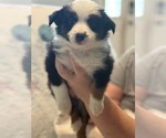 Small #1 Australian Shepherd