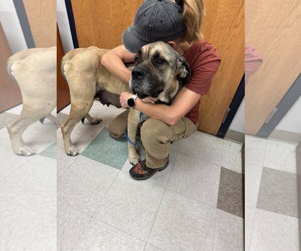 Medium Photo #5 Mastiff Puppy For Sale in Edmond, OK, USA