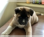 Small Photo #6 Akita Puppy For Sale in PORT LUDLOW, WA, USA