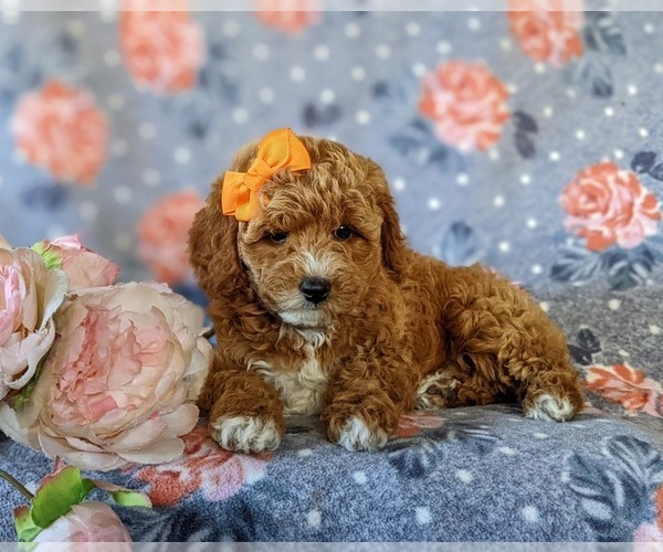 Medium Photo #7 Poodle (Miniature) Puppy For Sale in NEW PROVIDENCE, PA, USA