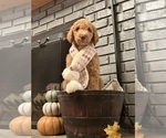 Small Photo #2 Poodle (Standard) Puppy For Sale in SIMPSONVILLE, SC, USA