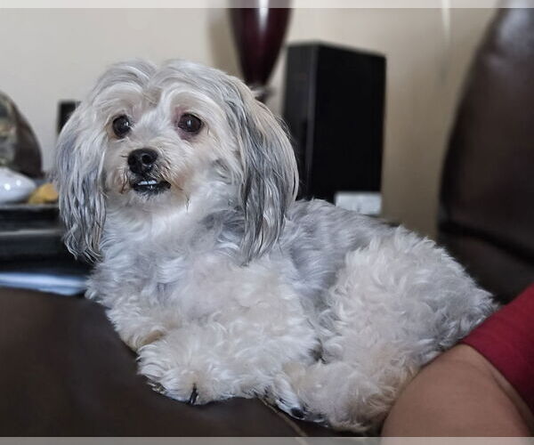 Medium Photo #2 Poodle (Miniature)-Unknown Mix Puppy For Sale in Social Circle, GA, USA