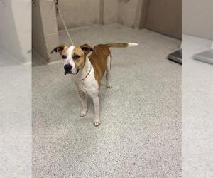 Mutt Dogs for adoption in Conroe, TX, USA