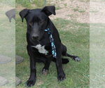 Small Labrador Retriever