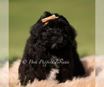 Small #4 Yorkipoo