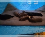 Small Photo #14 Labrador Retriever Puppy For Sale in CLARKSVILLE, TN, USA