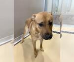 Small #1 Labrador Retriever Mix