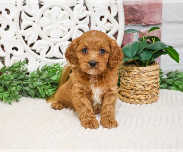 Medium Photo #9 Cavapoo (Miniature) Puppy For Sale in SYRACUSE, IN, USA