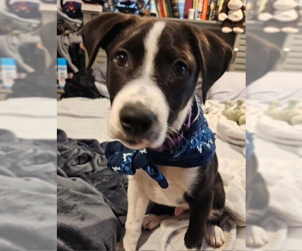 Medium Photo #24 Labrador Retriever-Unknown Mix Puppy For Sale in Brewster, NY, USA