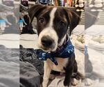 Small #23 Labrador Retriever Mix
