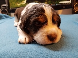 English Springer Spaniel Puppy for sale in GALESBURG, IL, USA