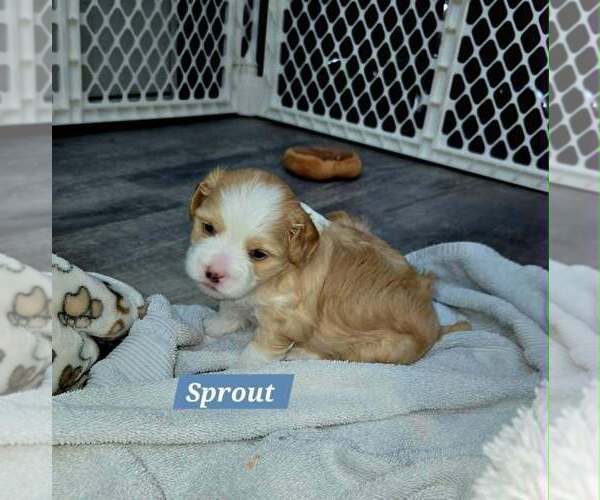 Medium Photo #3 Mal-Shi Puppy For Sale in Plantation, FL, USA