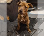 Small American Staffordshire Terrier Mix