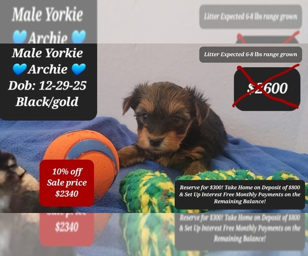 Medium Photo #1 Yorkshire Terrier Puppy For Sale in TUCSON, AZ, USA