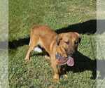 Small #3 Basset Retriever