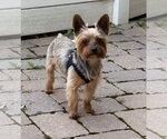 Small #2 Mutt