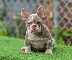 French Bulldog Puppy for sale in MIAMI, FL, USA