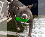 Small #8 American Pit Bull Terrier