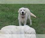 Small Photo #11 English Cream Golden Retriever Puppy For Sale in RINGGOLD, GA, USA