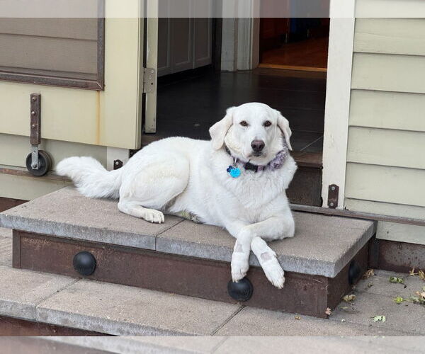 Medium Photo #4 Labrenees Puppy For Sale in Winter Park, CO, USA