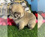 Small Photo #13 Pomeranian Puppy For Sale in PEMBROKE PINES, FL, USA