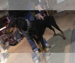 Small Photo #1 Doberman Pinscher Puppy For Sale in EDGEWOOD, NM, USA