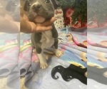 Small #3 American Bully-Pit