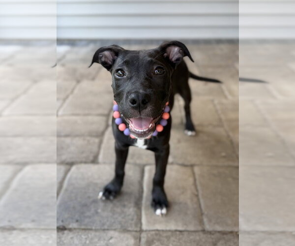 Medium Photo #3 Mutt Puppy For Sale in Greenville, SC, USA