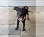 Small #2 Mutt